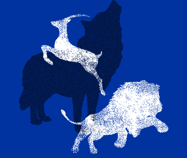 狮子、、羚羊和狼